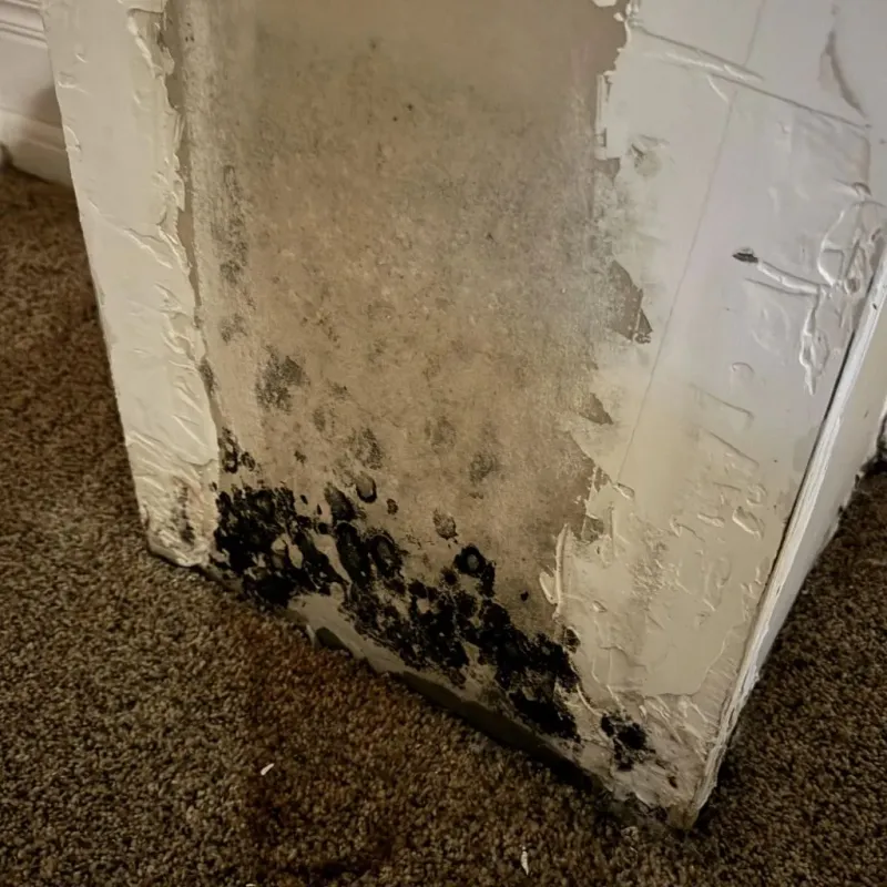 Professional Mold Removal in Shawano, WI